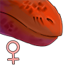 ♀